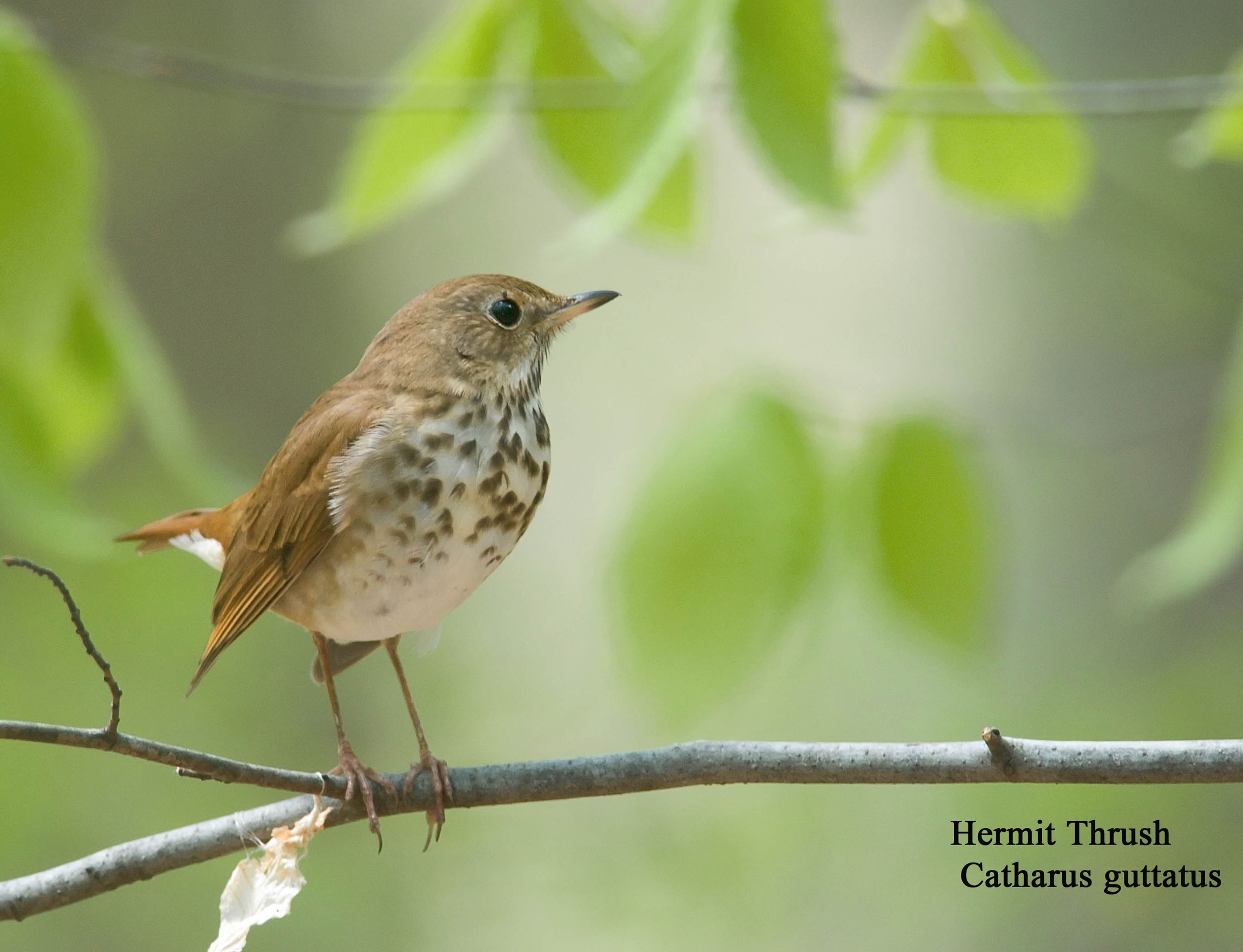 Hermit Thrush